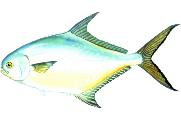Permit