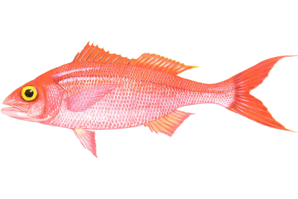 Queen Snapper