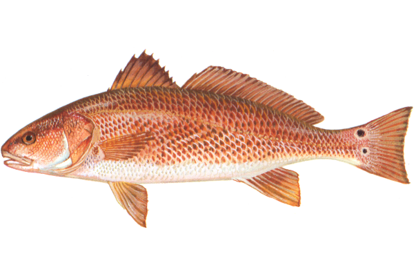 Red Drum