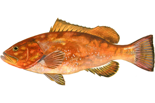 Red Grouper