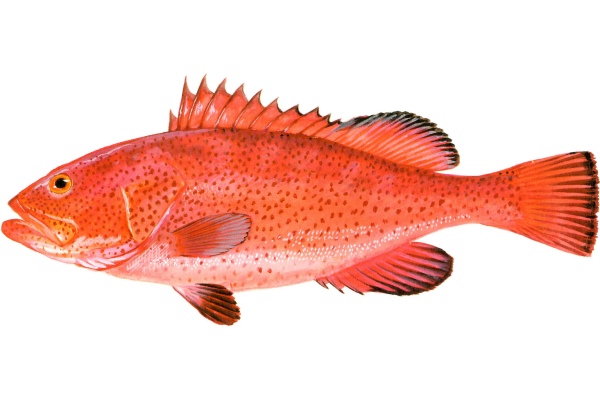 Red Hind Grouper