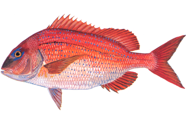 Red Porgy