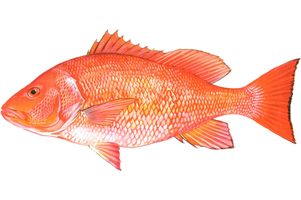 Red Snapper
