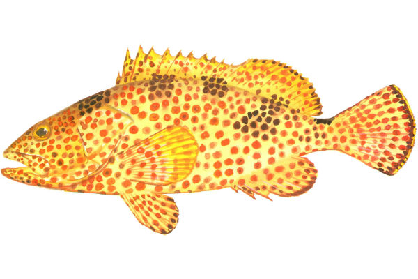 Rock Hind Grouper