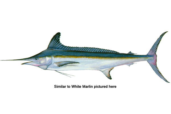 Roundscale Spearfish
