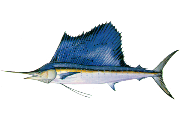 Sailfish