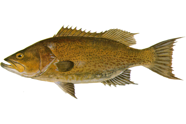 Scamp Grouper