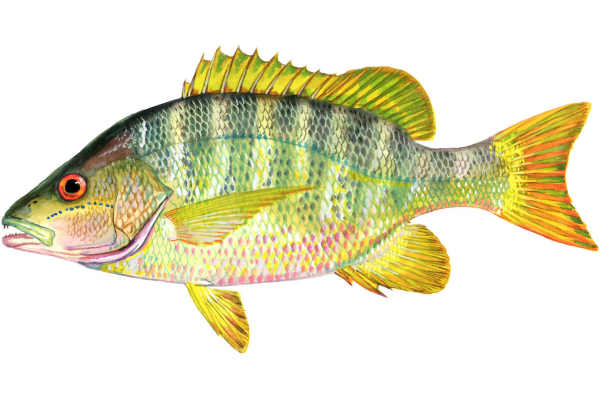 Schoolmaster Snapper