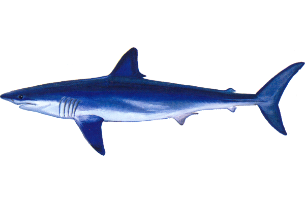 Sharks (Regulated)