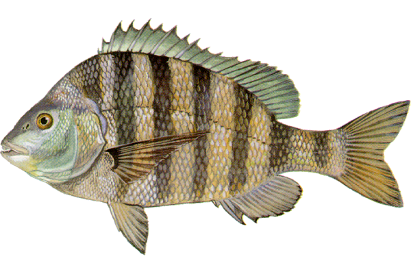 Sheepshead