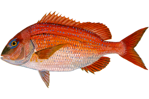 Silk Snapper