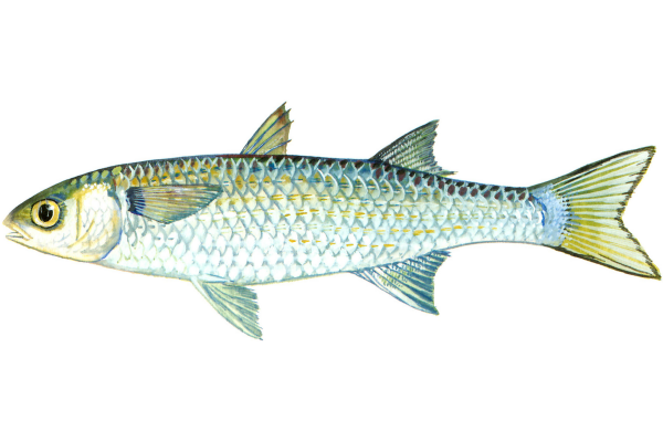 Silver Mullet