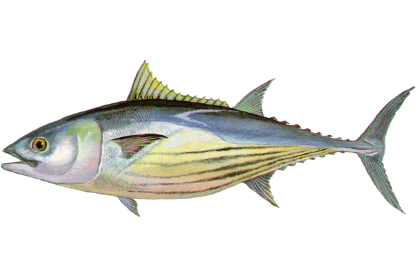 Skipjack Tuna