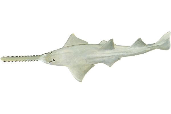 Smalltooth Sawfish
