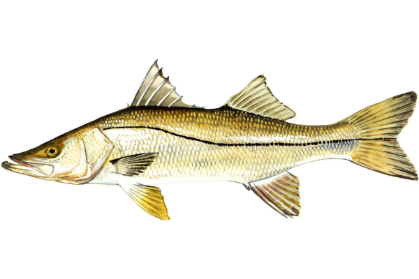 Snook