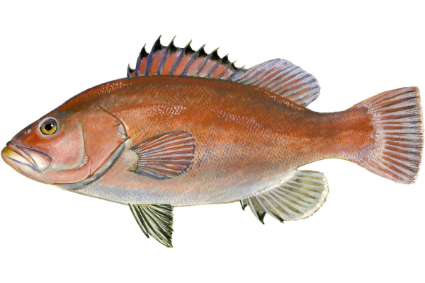 Snowy Grouper
