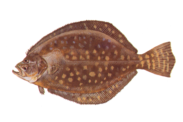 Southern Flounder