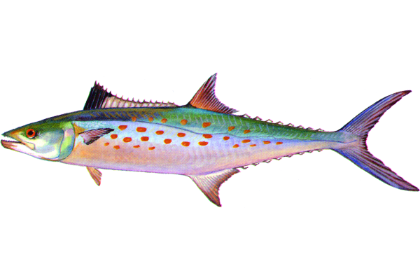 Spanish Mackerel