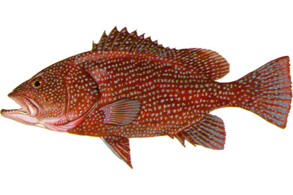 Speckled Hind Grouper