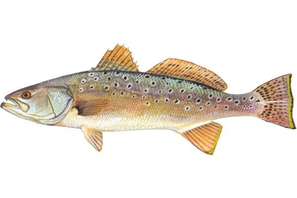 Speckled Trout