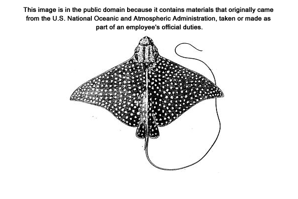 Spotted Eagle Ray