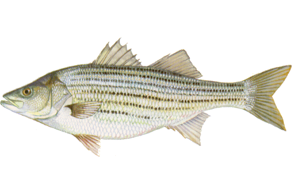 Striped Bass