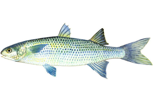 Striped (Black) Mullet