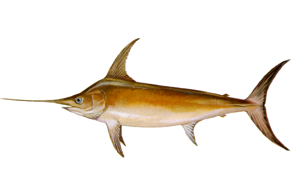 Swordfish