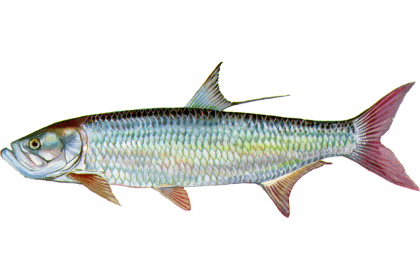 Tarpon