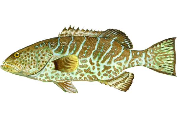 Tiger Grouper