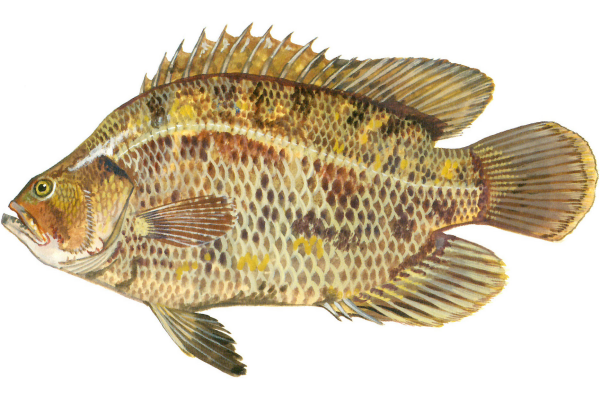 Tripletail