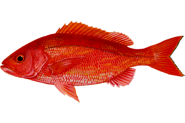 Vermilion Snapper