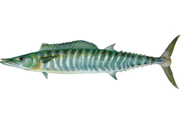 Wahoo