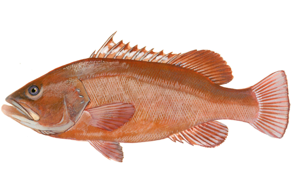 Warsaw Grouper