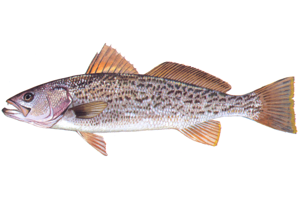 Weakfish