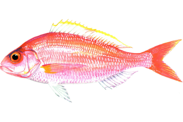 Wenchman Snapper