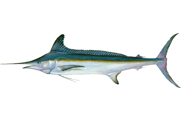 White Marlin