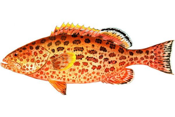 Yellowfin Grouper