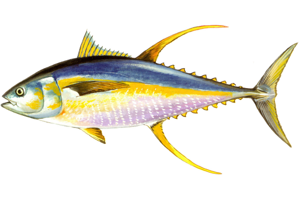 Yellowfin Tuna