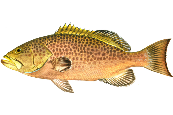 Yellowmouth Grouper