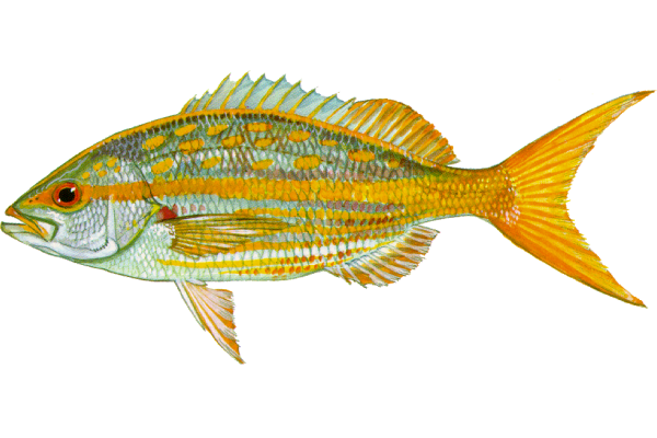 Yellowtail Snapper